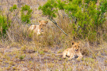 Naklejka na ściany i meble Lions mother and child safari Kruger National Park South Africa.