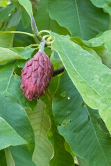 Magnolia tripetala Schrim-Magnolie Balgfrucht