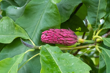 Magnolia tripetala Schrim-Magnolie Balgfrucht