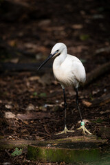 Snowy egret