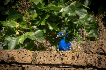 Fototapeta premium peacock on the wall