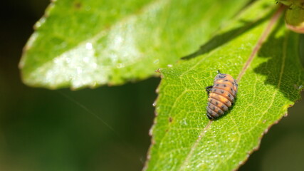 Naklejka premium Ladybug larva on a leaf in Cotacachi, Ecuador