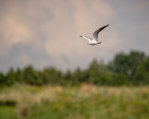 seagull in flight