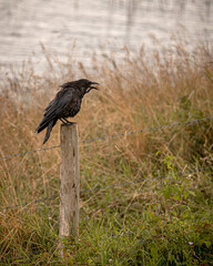 crow on a log