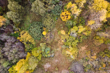 Aerial view of autumn forest landscape with top trees yellow foliage