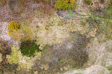 Aerial view of wetland with grasses and top trees in autumn
