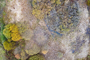 Aerial view of wetland with grasses and top trees in autumn