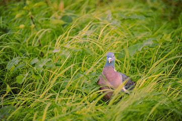 pigeon in the grass