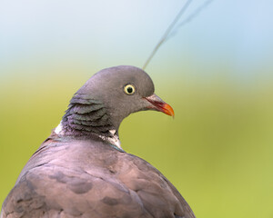 close up of a pigeon