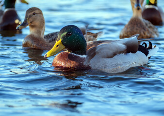 Fototapete bei efototapeten.de bestellen   