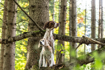 Portrait of two hounds in a forest. A beagle and a braque francais  posing together