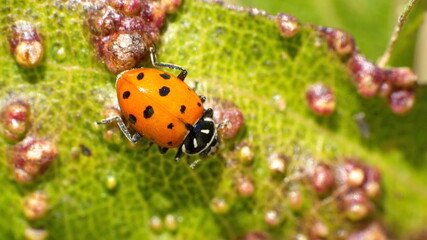 Obraz premium Ladybug on a diseased leaf in Cotacachi, Ecuador