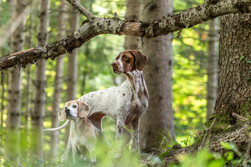 Portrait of two hounds in a forest. A beagle and a braque francais  posing together