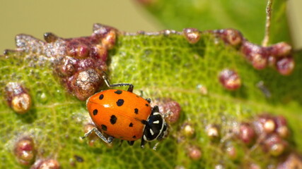 Ladybug on a diseased leaf in Cotacachi, Ecuador