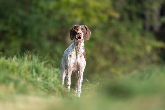 Portrait of a brown braque francais  hound outdoors