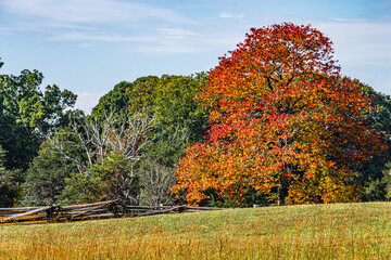 Beautiful, colorful tree in a field in the middle of fall with blue sky background at Appomattox Court House