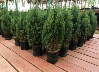 A lot of seedlings of green thuja tree in pots are sold in the greenhouse