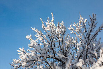 A snow-covered tree branch, the branches of the trees are covered with snow.