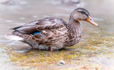 Erpel Ente im See