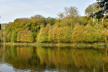 Fototapeta na wymiar Feuillage doré des arbres bordant l'étang du Moulin dans un cadre idyllique en automne sur le site de l'abbaye du Rouge-Cloître à Auderghem 