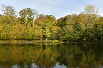 Fototapeta na wymiar Feuillage doré des arbres bordant l'étang du Moulin dans un cadre idyllique en automne sur le site de l'abbaye du Rouge-Cloître à Auderghem 