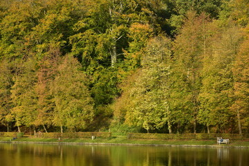 Fototapeta premium Feuillage doré des arbres bordant l'étang du Moulin dans un cadre idyllique en automne sur le site de l'abbaye du Rouge-Cloître à Auderghem 