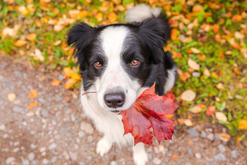 Funny puppy dog border collie with orange maple fall leaf in mouth sitting on park background outdoor. Dog sniffing autumn leaves on walk. Hello Autumn cold weather concept.