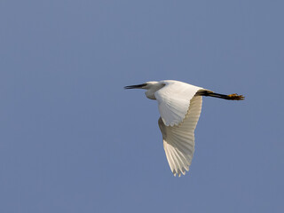 Little egret (Egretta garzetta). Bird in flight.