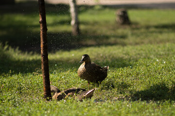 duck on the grass
