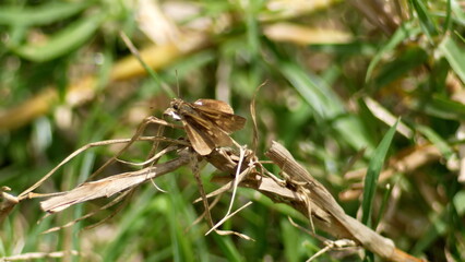 Brown skipper butterfly in the grass in Cotacachi, Ecuador