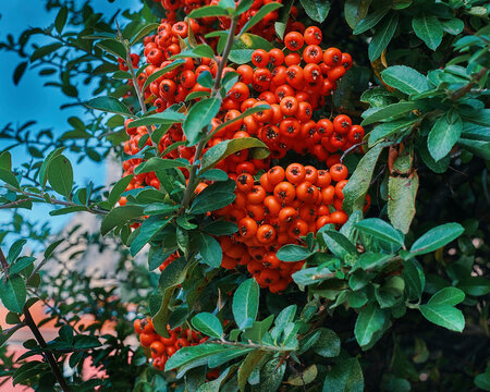 Plants Closeup Shot In Autumn. Ruscus Aculeatus Pungitopo