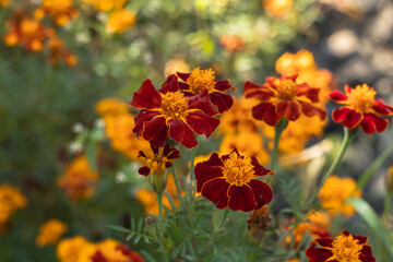 Mexican marigolds ( tagetes erecta) in the autumn garden on a blurred background.