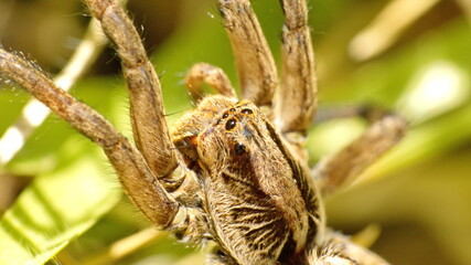 Close up of the head of a large wolf spider in Cotacachi, Ecuador