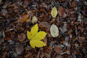 autumn
