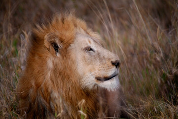 Africa. Wild life.
