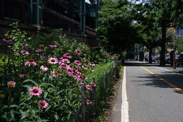 Pink Flowers along a Biking and Running Path in Long Island City Queens New York during Summer