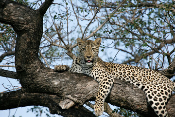Africa. Wild life.