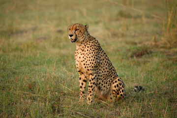 Africa. Wild life.