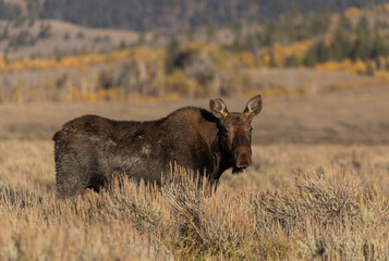 Cow Shiras Moose in Autumn in Wyoming