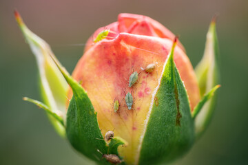 Beautiful pink rose, close up shot. Macro flower. Green insects eating blooming rose.