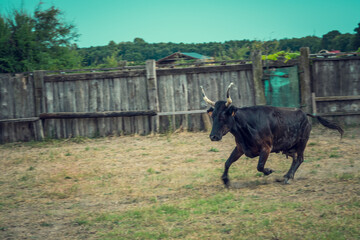 Fototapeta premium The work of herdsmen in the toril to select Camargue bulls from breeding in Camargue, France