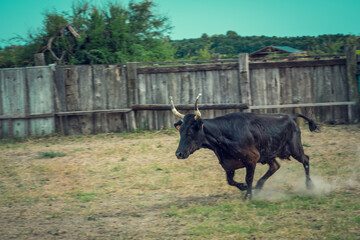 The work of herdsmen in the toril to select Camargue bulls from breeding in Camargue, France