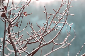 Foto op Canvas Frozen tree © Galyna Andrushko