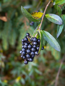 Cluster of dark berries hanging on green bush in forest