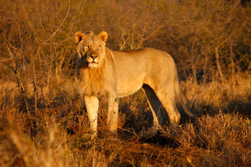 Africa. Wild life.