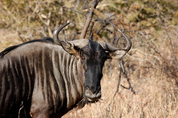 Africa. Wild life.