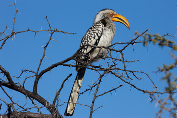 Africa. Wild life.