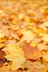 Ahornlaub im Herbst Maple Leaf