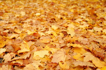 Ahornlaub im Herbst Maple Leaf