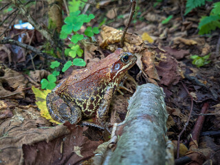 Brown frog sitting on wet forest floor among leaves and branch